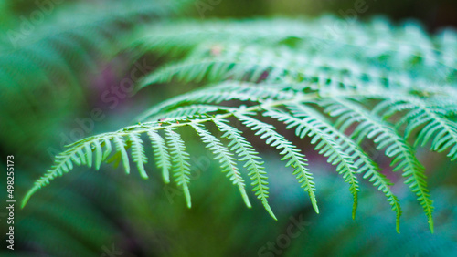 Macro d'une longue feuille de fougère, d'un vert éclatant photo