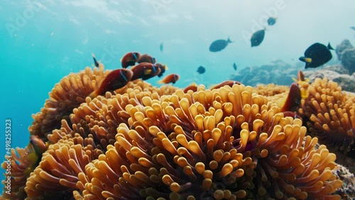 Coral reef with Anemones and Clown fish in Maldives photo