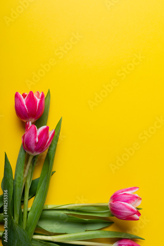 Overhead view of pink tulip flowers on yellow background with copy space