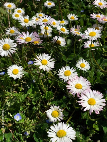 A Group of Camomile Flowers in the Forest. Close up