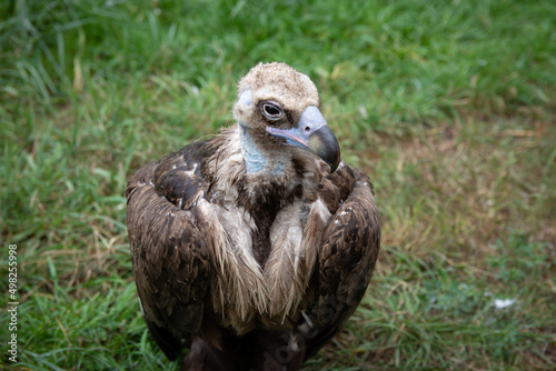 Griffon Vultures. Gyps fulvus. Big bird on a background of green grass. Portrait. Wildlife  Africa.