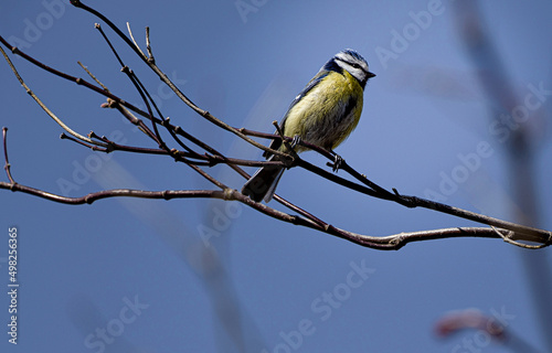 Koolmees || Coal tit photo