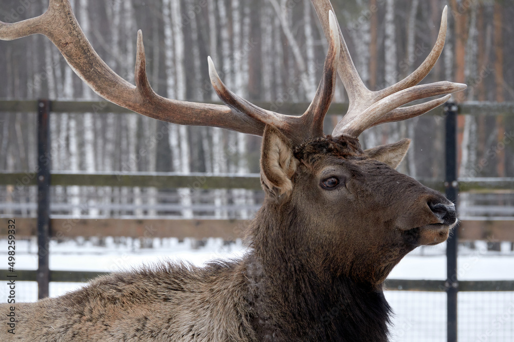 Fototapeta premium Spotted deer in the reserve in winter.