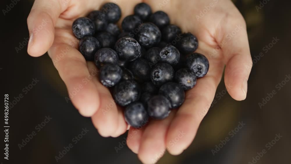 Hands hold handful of fresh blueberries. Harvest blueberry. Hands hold handful of fresh blueberries. Harvest blueberry.