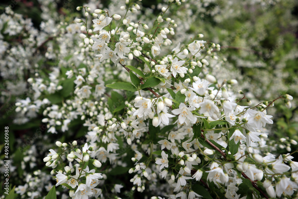 Jasmine flowers with white petals on a branch of a jasmine bush close-up