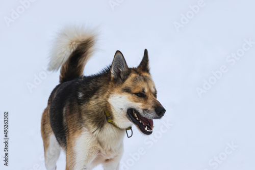 beautiful husky sledge dog in the snow © Africa2008