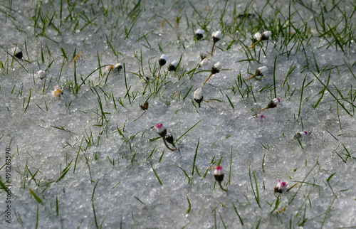 a shower of hail covered the lawn in the garden. daisy flowers closed the petals in shock. spring variable weather when the weather changes rapidly photo