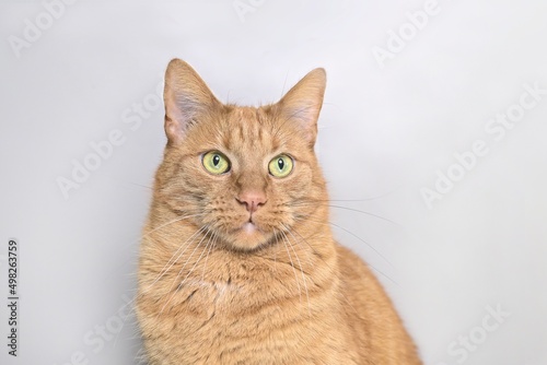  Studio portrait of ginger cat looking away on gray background.