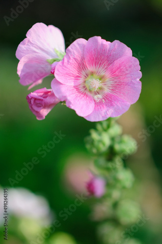 Beautiful Pink Hollyhock