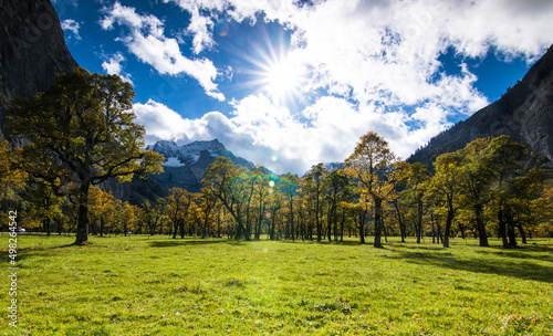 maple ground, Karwendel Austria in October autumn yellow leaf photo