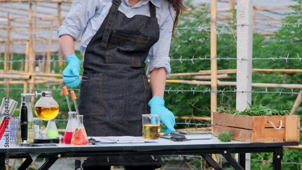 Scientists examine hemp plants used to produce alternative herbal medicines and cbd oil. Researchers checking plants and control the quality of legally grown cannabis plants for medicinal purposes. Scientists examine hemp plants used to produce alternative herbal medicines and cbd oil. Researchers checking plants and control the quality of legally grown cannabis plants for medicinal purposes.