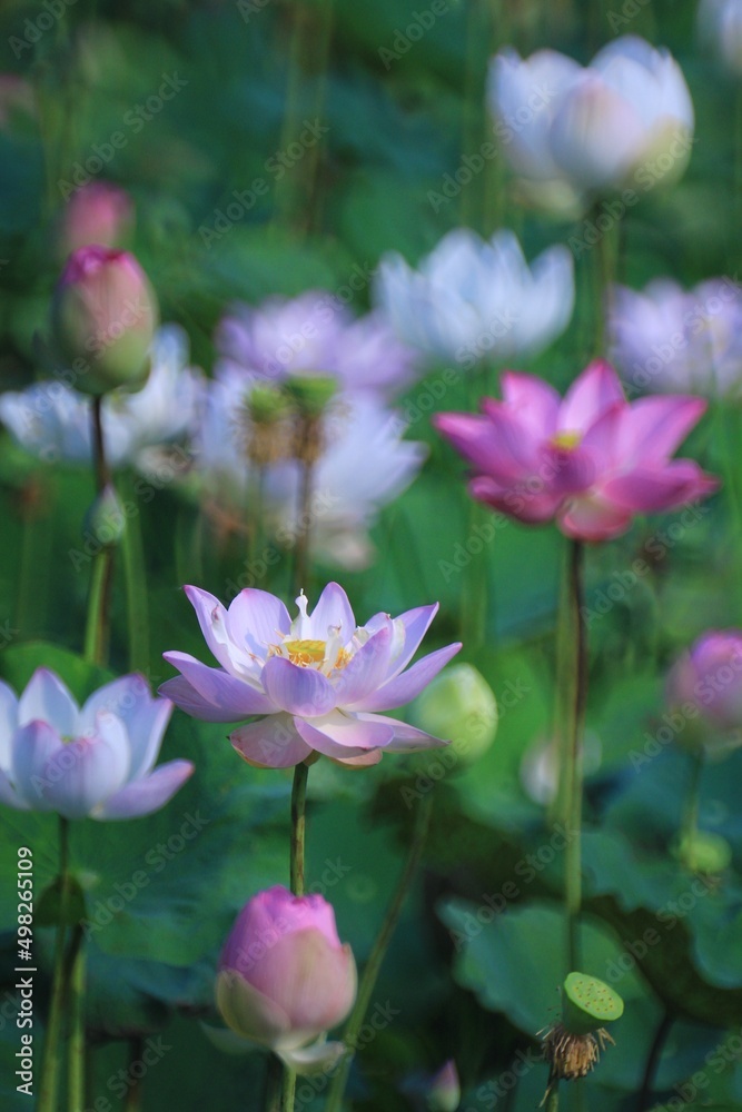 Beautiful pink and white lotus flower in swamp,  Selective focus.