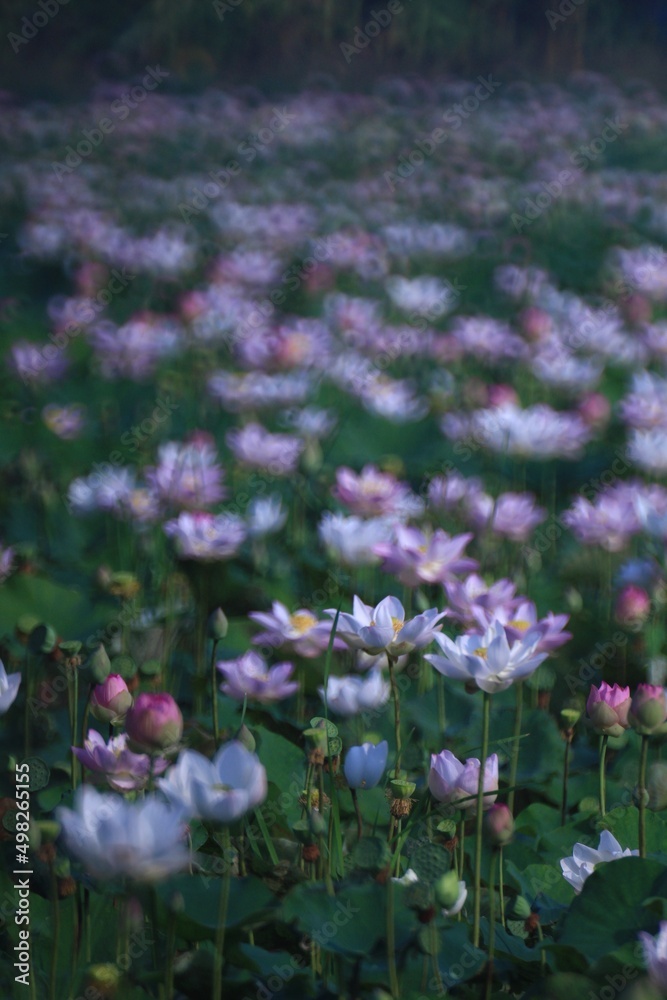 Beautiful pink and white lotus flower in swamp,  Selective focus.