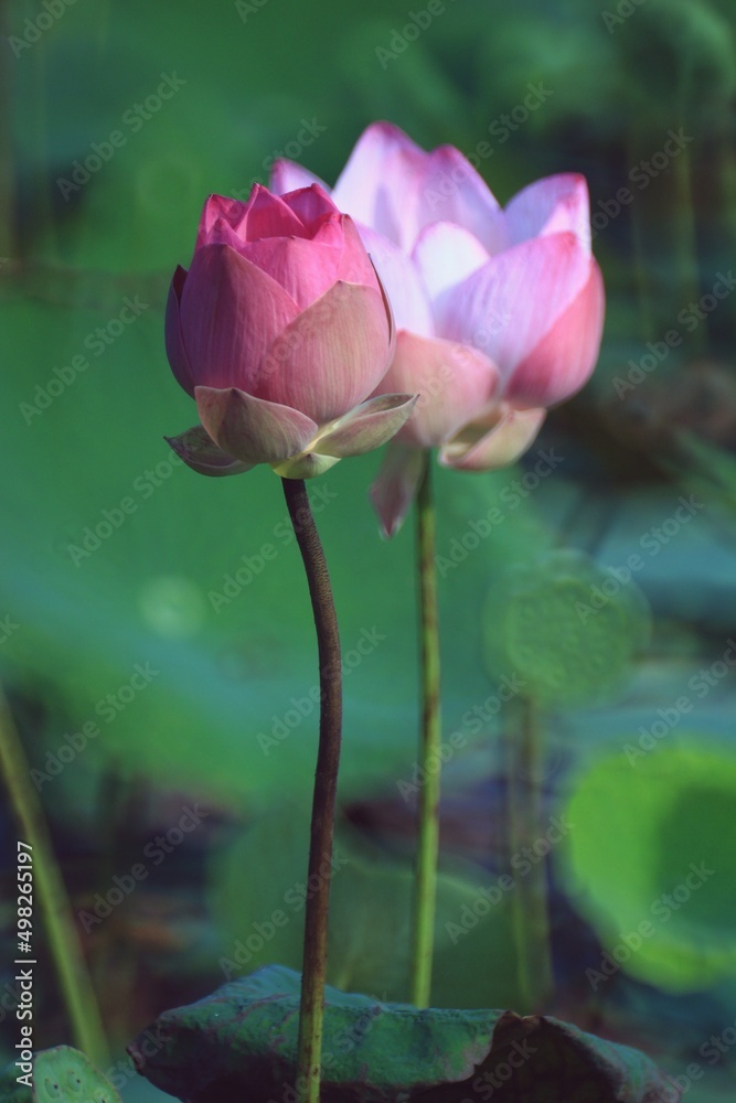 pink water lily pink water lily