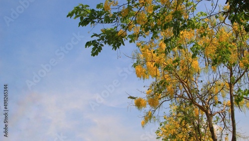 Beautiful view of bright yellow flowers against blue sky, space for text