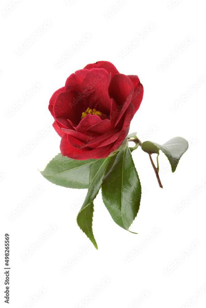red flower of camellia on a white background