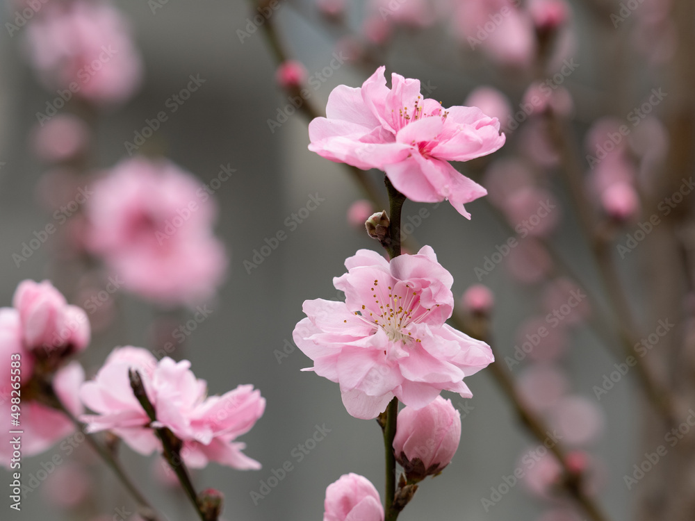 Obraz premium ハナモモ