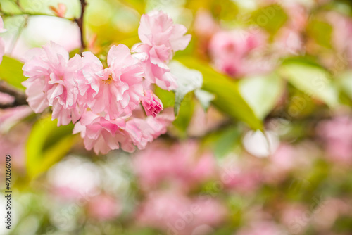sakura. Pink spring flowering background. Sakura blossoms in Japan on a calf spring day. spring flowering background. © robertuzhbt89
