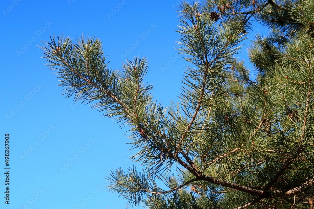 Pine branch against a blue sunny sky. Pine branch against a blue sunny sky.