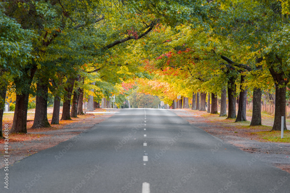 Empty road surrounded by beautiful autumn foliage.