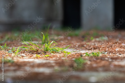 weeds growing on the ground