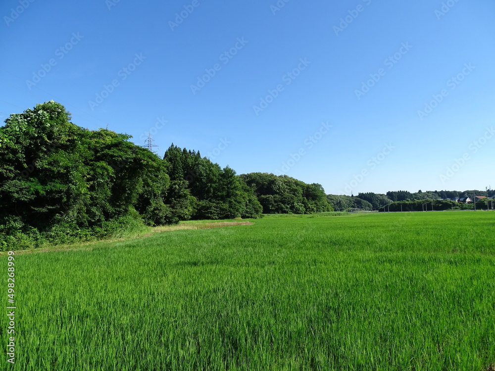 夏の農村風景