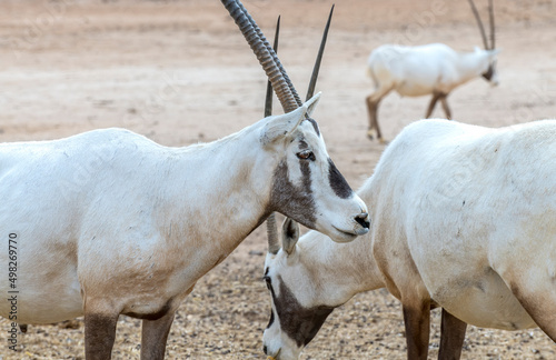 Antelope arabian white oryx (Oryx dammah) inhabits native environments of Sah...