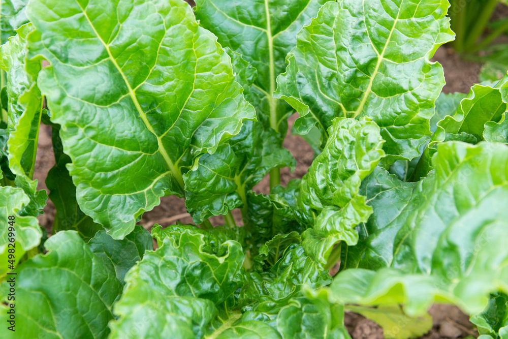 lettuce leaves closeup agriculture öko bio lettuce leaves closeup agriculture öko bio