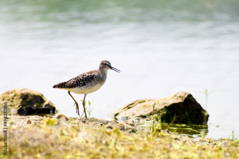 A beautiful Wood sandpiper birds A beautiful Wood sandpiper birds