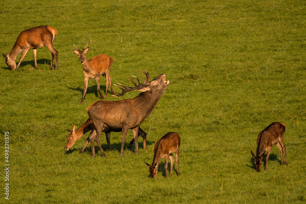 One big Red Deer in the rut time, at the bavarian mountains One big Red Deer in the rut time, at the bavarian mountains