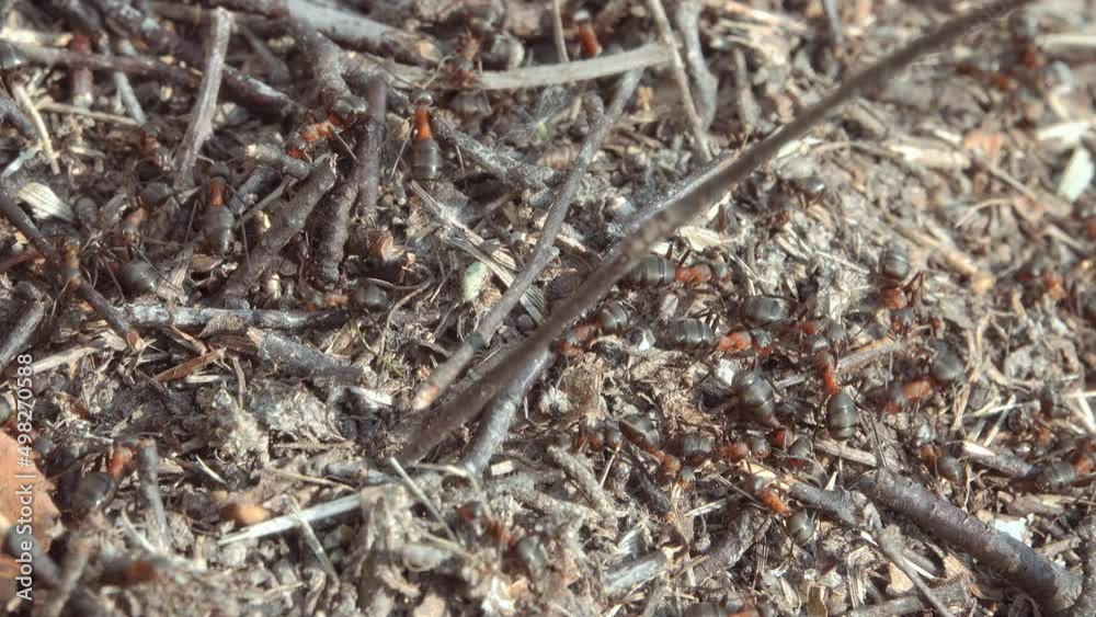 Big anthill in the forest. Large anthill with a colony of ants in the forest. Big anthill in the forest. Large anthill with a colony of ants in the forest.