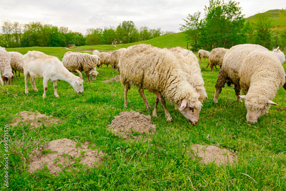 Mixed herd of sheep and goats are grazing grass, on a pasture, meadow Mixed herd of sheep and goats are grazing grass, on a pasture, meadow
