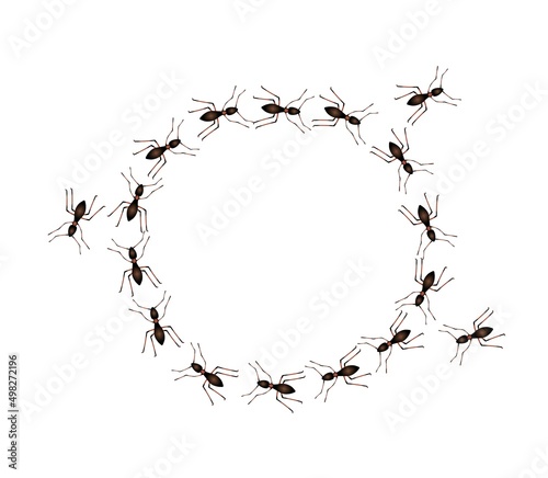 Fotografie, Obraz Ant colony marching in circle. Walking insect in cartoon style