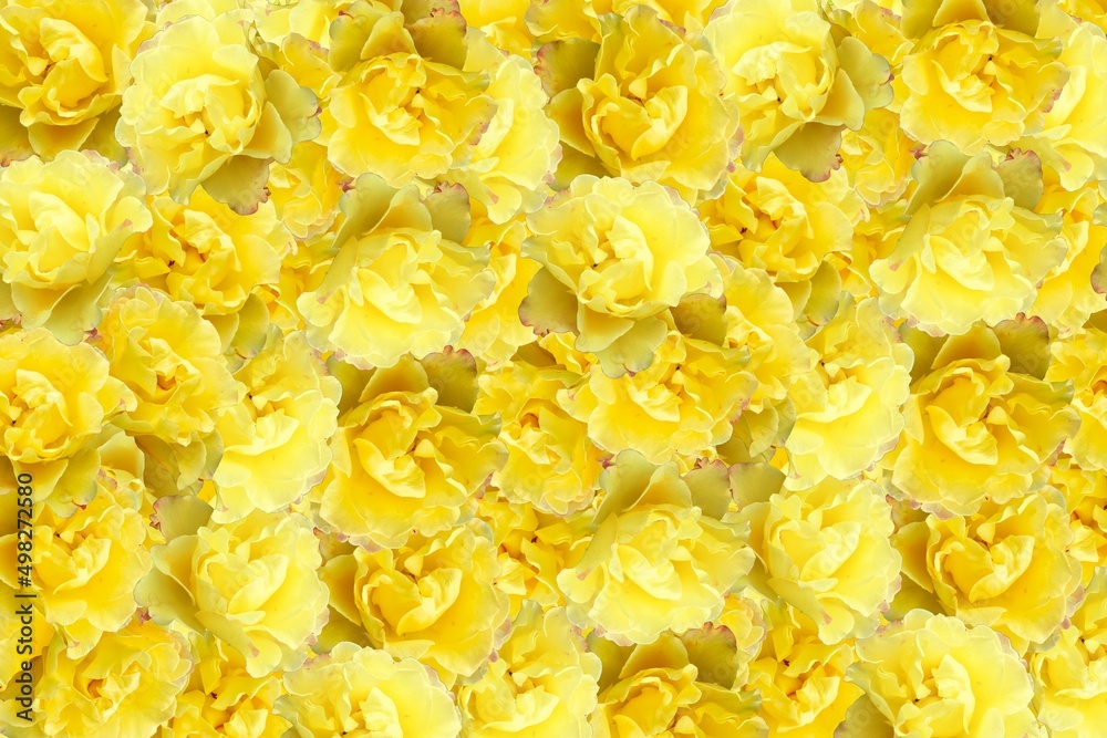 yellow roses background yellow roses background