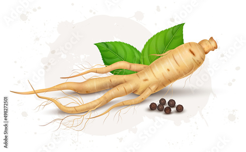 Fresh Ginseng root vector illustration with black pepper seed isolated on white background