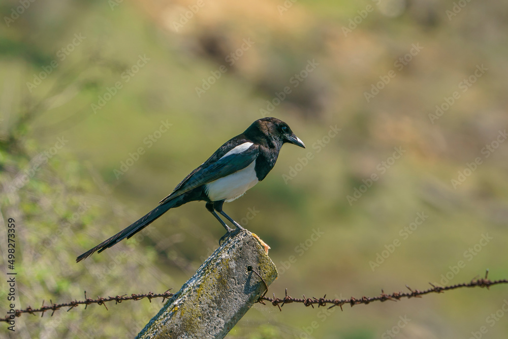 Obraz premium Eurasian Magpie (Pica pica) perched on concrete fence
