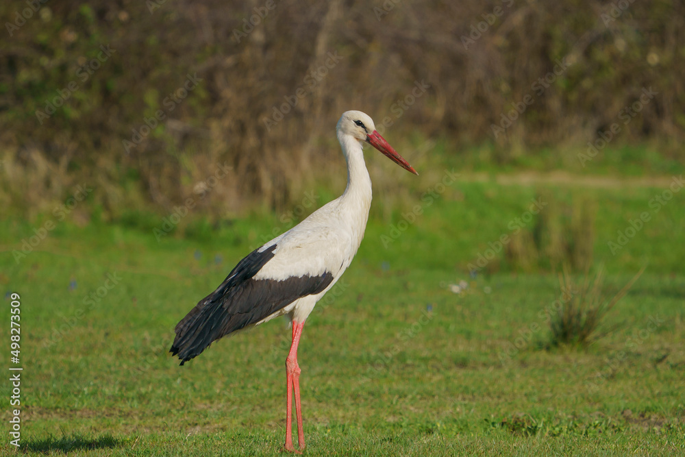 White Stork (Ciconia ciconia) perched on grass White Stork (Ciconia ciconia) perched on grass