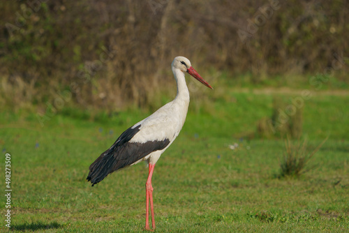 White Stork (Ciconia ciconia) perched on grass