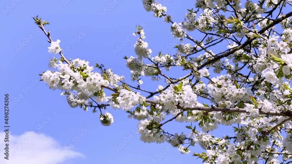 Spring colors background and cherry blossom