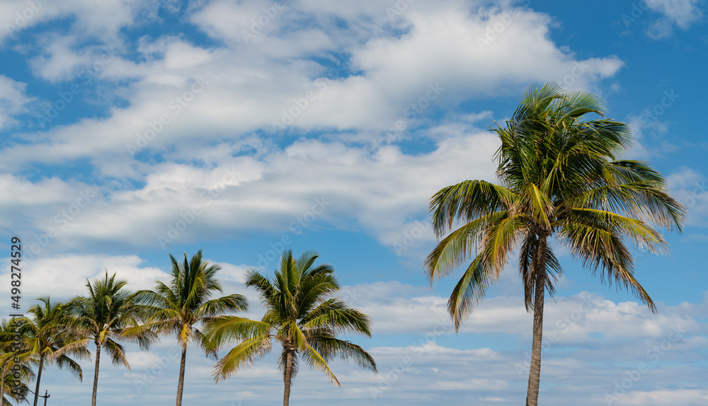 palm tree with green leaves on blue sky background