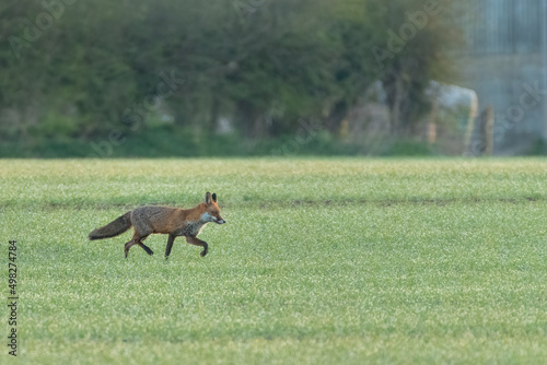 Red fox (Vulpes vulpes) prowling in a field, with farm buildings in the background. 