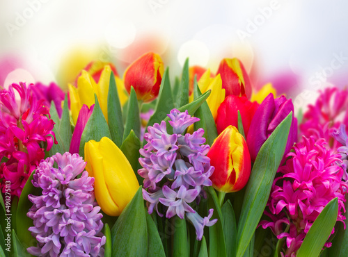 hyacinths and tulips #498275113