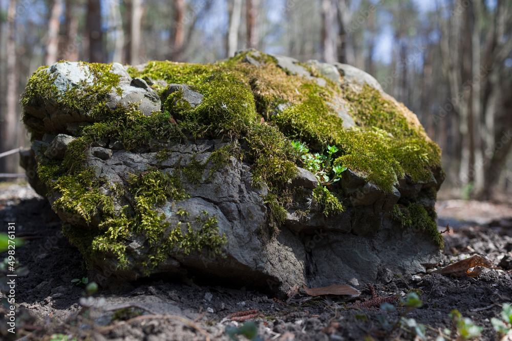 stone covered with a green moss. stone covered with a green moss.