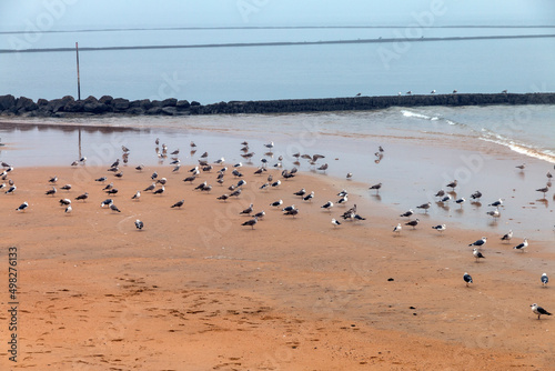 Lots of seagulls on the beach in Chipiona, Spain photo