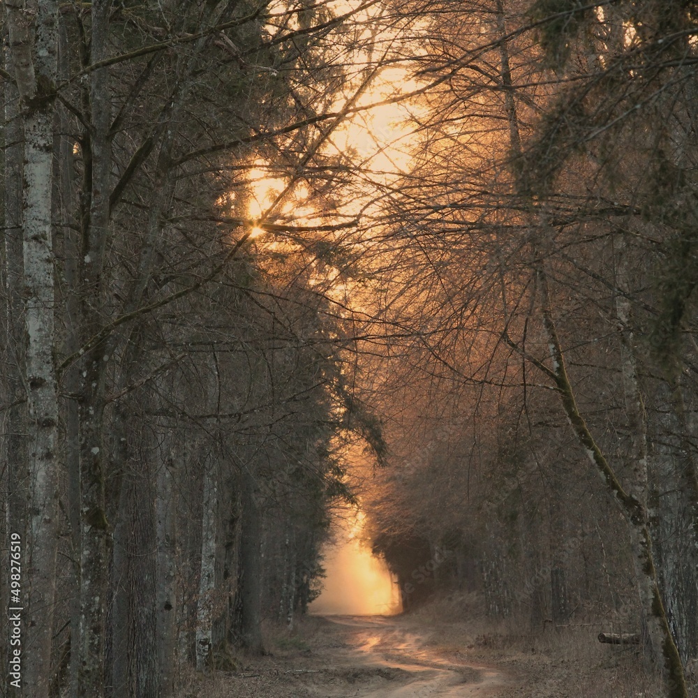 Obraz na płótnie Las Puszcza Białowieska Zachód Słońca w salonie