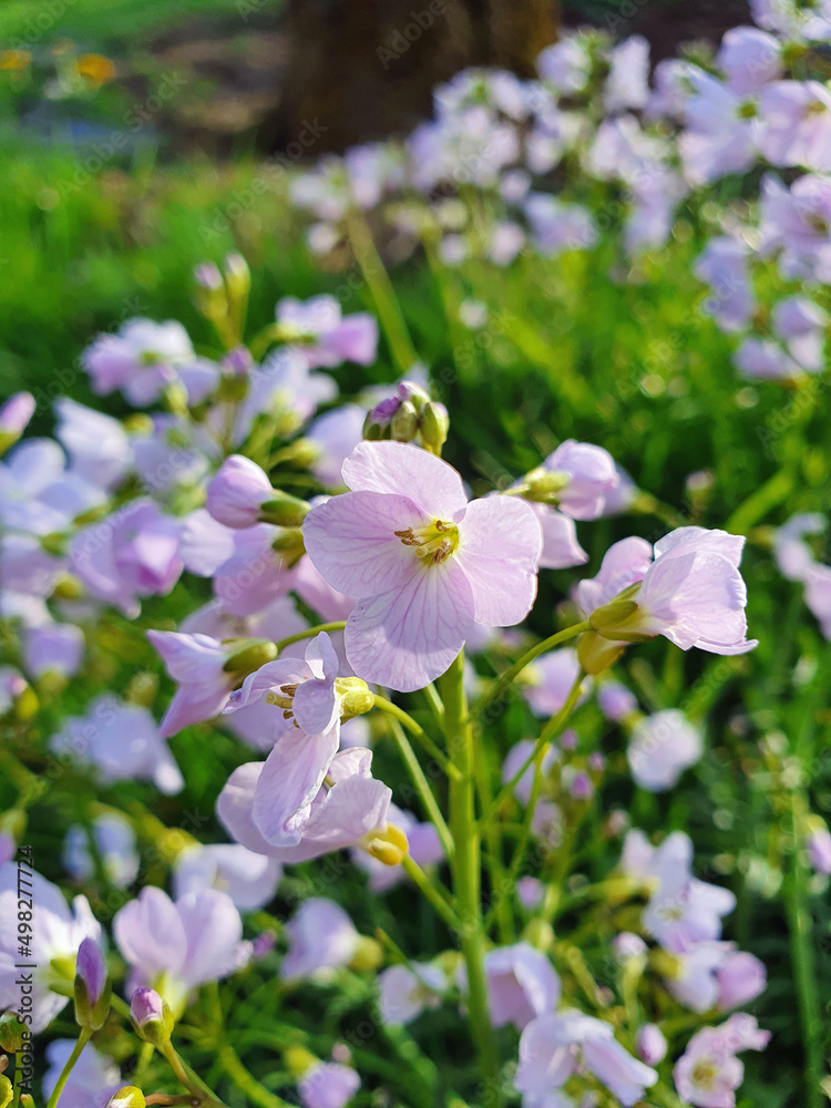 Fototapeta premium Wiesenschaumkraut
