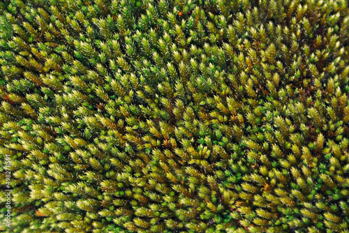 Green moss texture. Beautiful natural background. Top view. Use for interior layouts. Soft focus.