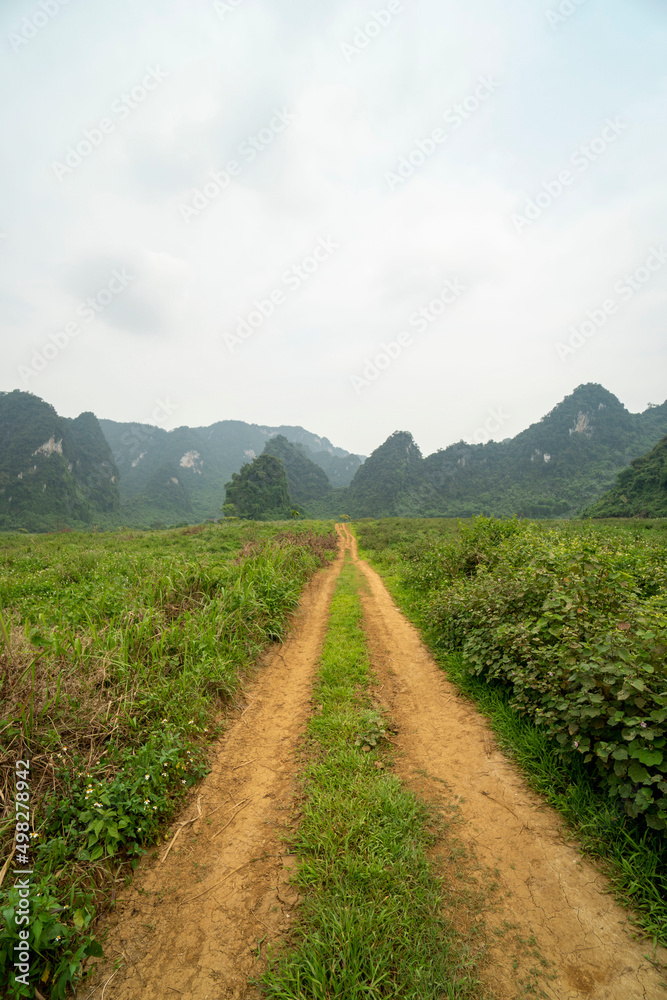 Landscape with green fields of tea in Anh Son, Nghe An, Viet Nam
