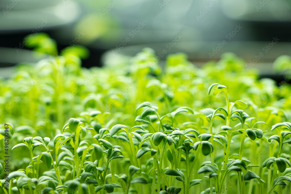 Fresh Watercress salad macro view. Growing sprouts of watercress salad