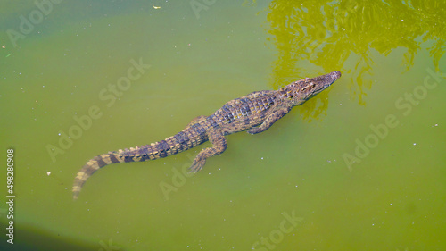 Crocodile in the pond. Crocodile farm in Vietnam. 